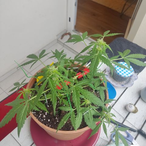 Apple Fritter Automatic growlog timeline photo
