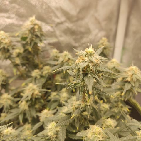 OG18 growlog timeline photo
