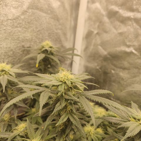 Big Bud growlog timeline photo