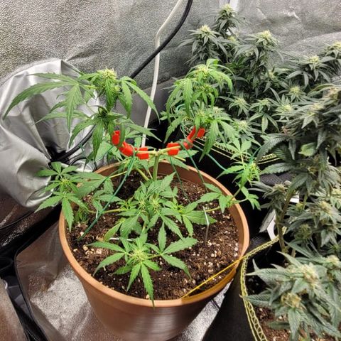 Apple Fritter Automatic growlog timeline photo