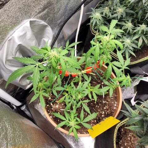 Apple Fritter Automatic growlog timeline photo
