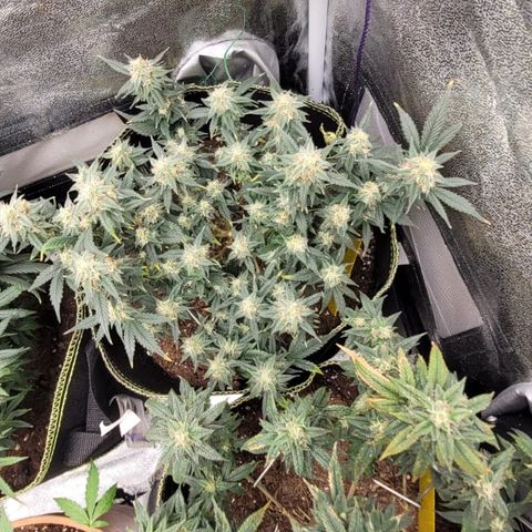 OG18 growlog timeline photo