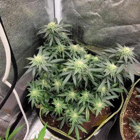 Big Bud growlog timeline photo