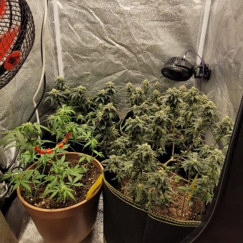 Watermelon Candy growlog timeline photo