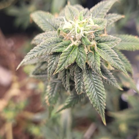 Watermelon Candy growlog timeline photo