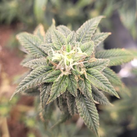 Watermelon Candy growlog timeline photo