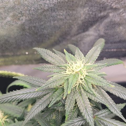 Big Bud growlog timeline photo