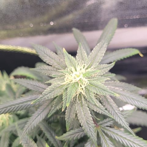 Big Bud growlog timeline photo