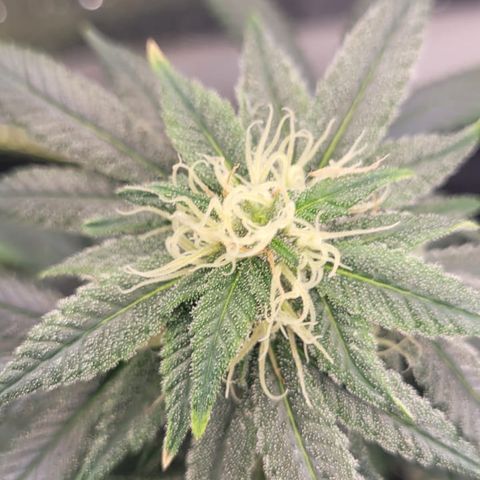 Big Bud growlog timeline photo