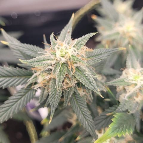 OG18 growlog timeline photo