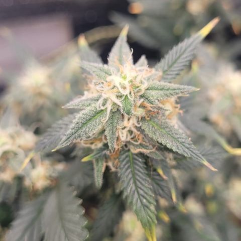 OG18 growlog timeline photo