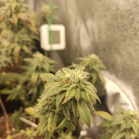 Watermelon Candy growlog timeline photo