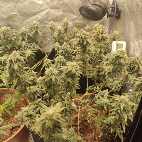 Watermelon Candy growlog timeline photo