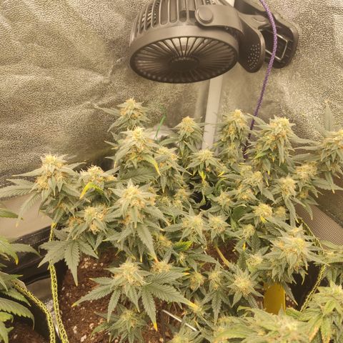 OG18 growlog timeline photo