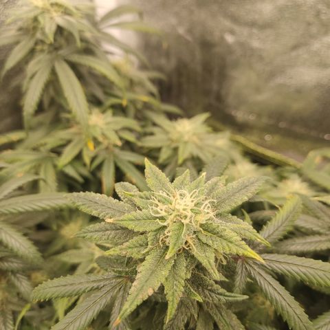 Big Bud growlog timeline photo