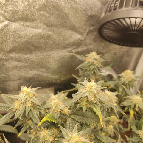 OG18 growlog timeline photo