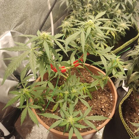 Apple Fritter Automatic growlog timeline photo