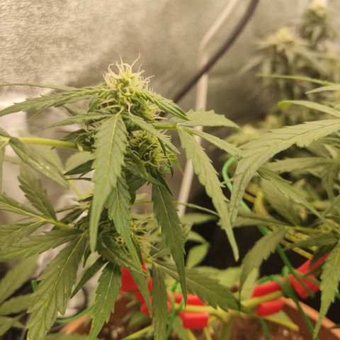 Apple Fritter Automatic growlog timeline photo