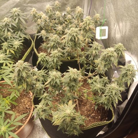 Watermelon Candy growlog timeline photo