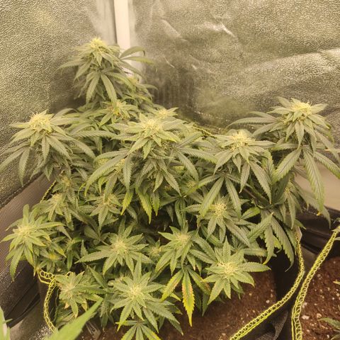 Big Bud growlog timeline photo