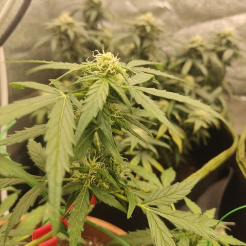 Apple Fritter Automatic growlog timeline photo