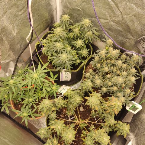 Big Bud growlog timeline photo