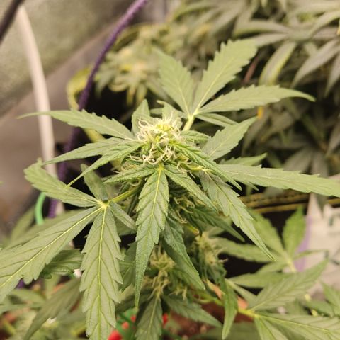 Apple Fritter Automatic growlog timeline photo