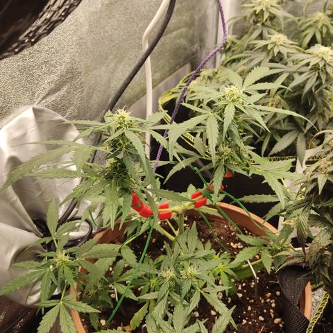 Apple Fritter Automatic growlog timeline photo