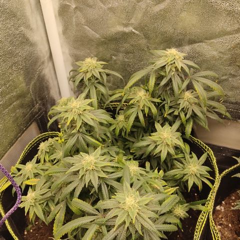 Big Bud growlog timeline photo