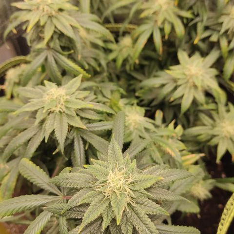Big Bud growlog timeline photo