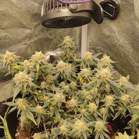 OG18 growlog timeline photo
