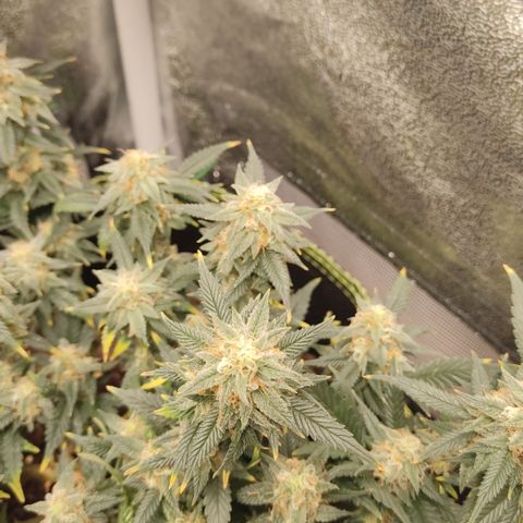 OG18 growlog timeline photo