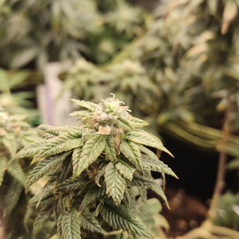 Watermelon Candy growlog timeline photo