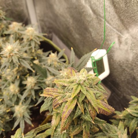 Watermelon Candy growlog timeline photo