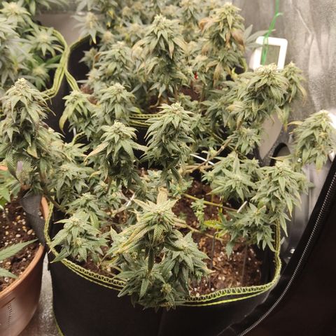 Watermelon Candy growlog timeline photo
