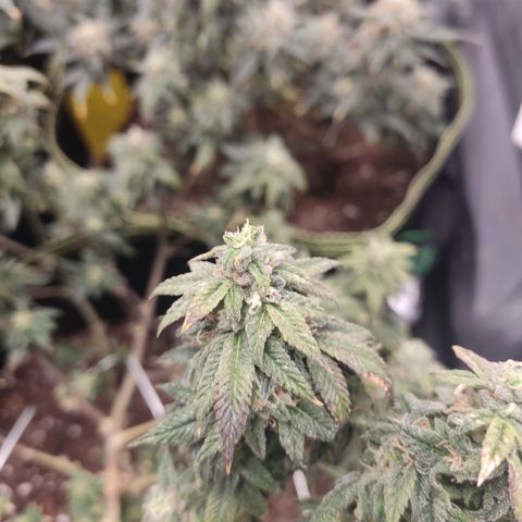 Watermelon Candy growlog timeline photo