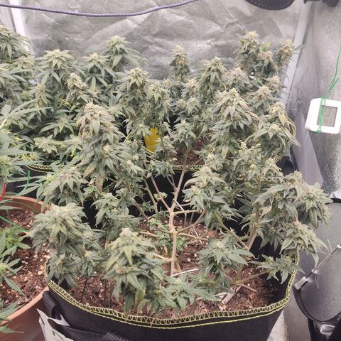 Watermelon Candy growlog timeline photo
