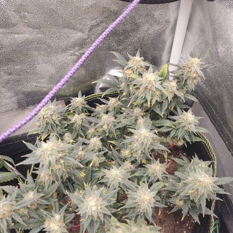 OG18 growlog timeline photo