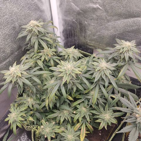 Big Bud growlog timeline photo