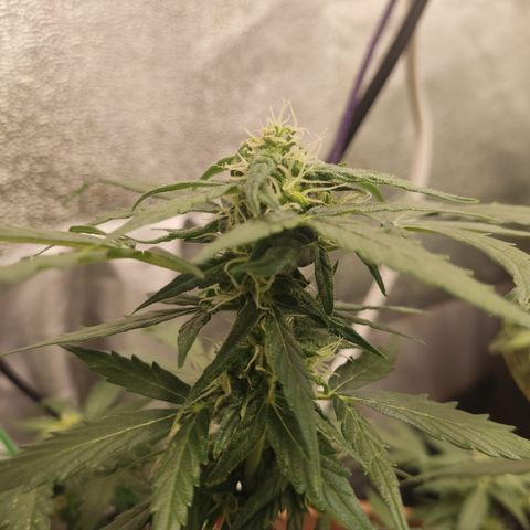 Apple Fritter Automatic growlog timeline photo