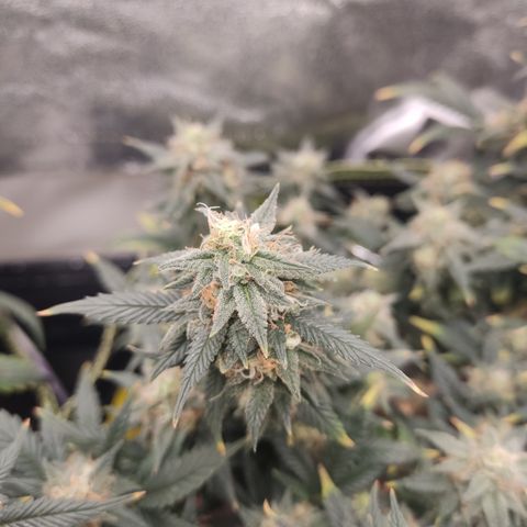 OG18 growlog timeline photo