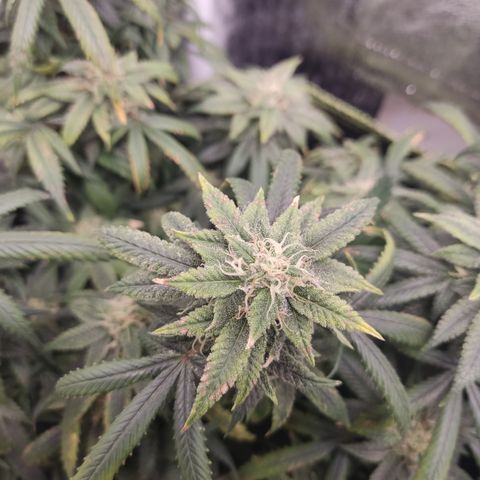 Big Bud growlog timeline photo