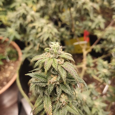 Watermelon Candy growlog timeline photo