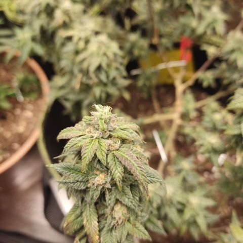Watermelon Candy growlog timeline photo