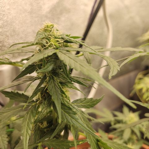 Apple Fritter Automatic growlog timeline photo