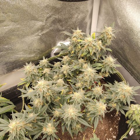 OG18 growlog timeline photo