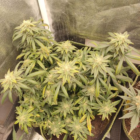 Big Bud growlog timeline photo