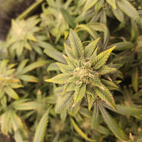 Big Bud growlog timeline photo