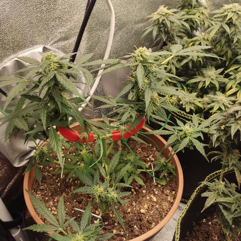 Apple Fritter Automatic growlog timeline photo