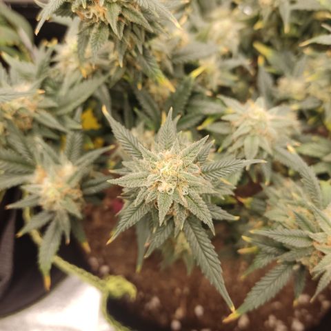 OG18 growlog timeline photo